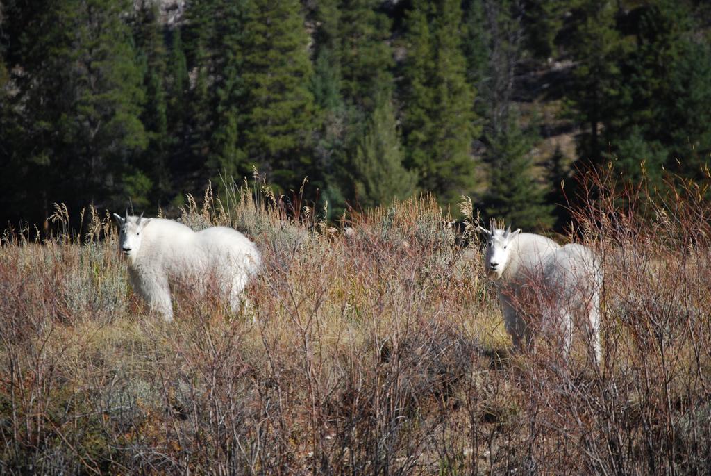 Bucks T4 Lodge Big Sky Exterior foto